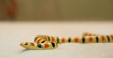 Physics of slithering