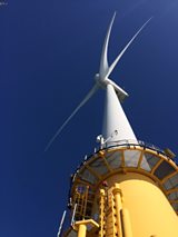 Birds and turbines