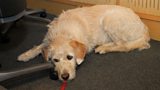 Arthur the dog, Chilling in the studio