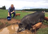 Pigs and their personalities