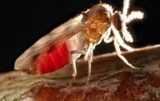 Scottish midges