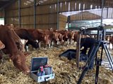 Organic Guernsey’s