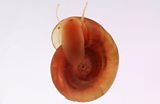 Deadly Gastropods