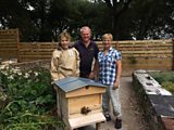 Dark honey bees