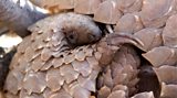 BBC Two - Natural World - Saving Pangolins From Extinction