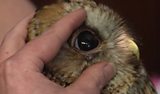 Wildlife Rescue Squad