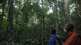 Peter Yeung Though there is evidence the concessions lead to sustainable management of the forest, the process for a community to acquire one is complex and expensive (Credit: Peter Yeung)