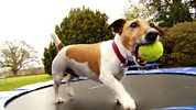 Who Let The Dogs Out? - Series 2 - Dogs On A Trampoline