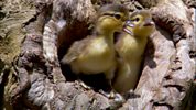 Wonders Of Nature - Mandarin Duck - First Flight