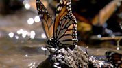 Wonders Of Nature - Monarch Butterfly - Spectacle