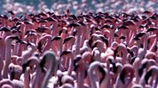 Wonders Of Nature - Flamingo - Courtship Spectacle