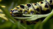 Wonders Of Nature - Caterpillar To Butterfly - Change
