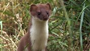 Wonders Of Nature - Stoat - Play