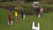 Who Let The Dogs Out? - Series 3 - Flyball Dogs