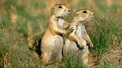 Little Prairie Dogs - Dusting And Cleaning
