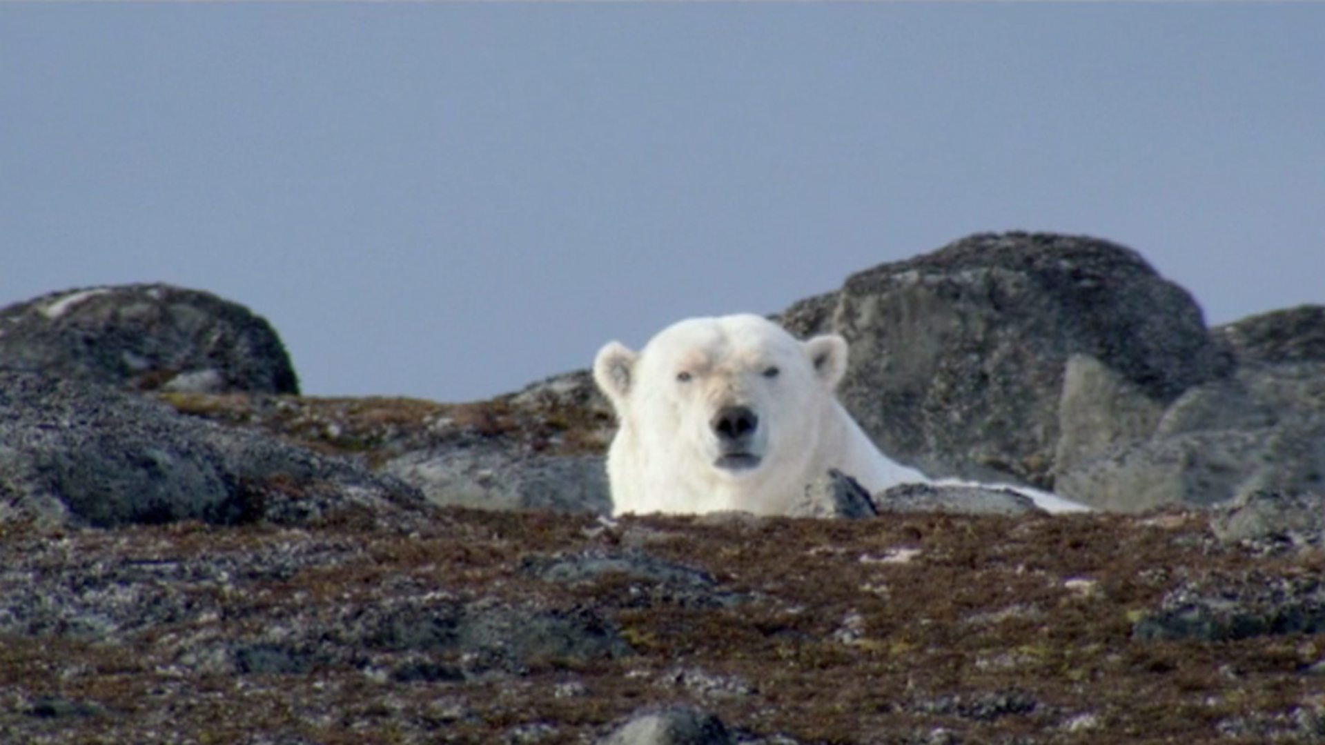 BBC Two The Polar Bear Family and Me, Summer, Big