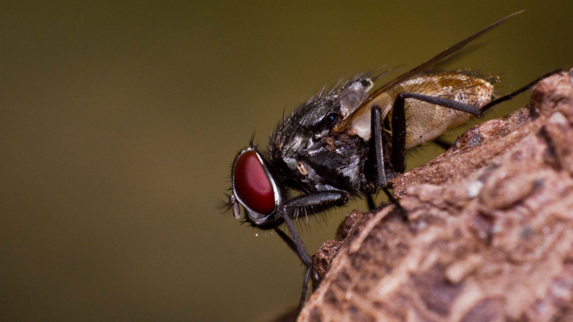 Six Nobel prizes – what's the fascination with the fruit fly