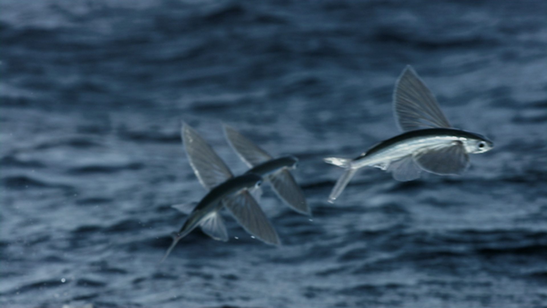 BBC Scotland - Wild Cameramen at Work, Sea, First ever slow-motion ...
