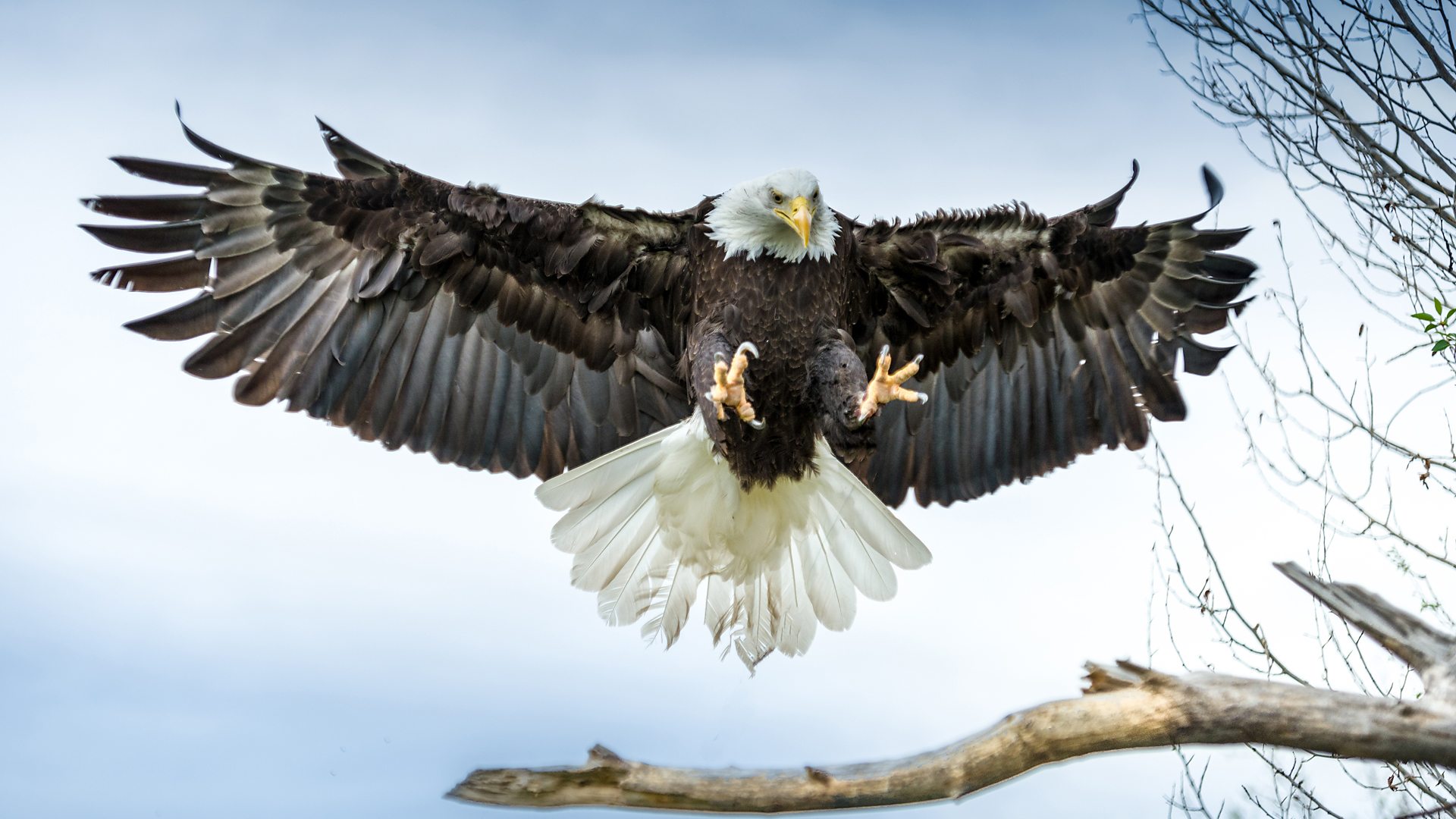 Birds of prey - Our Planet Images