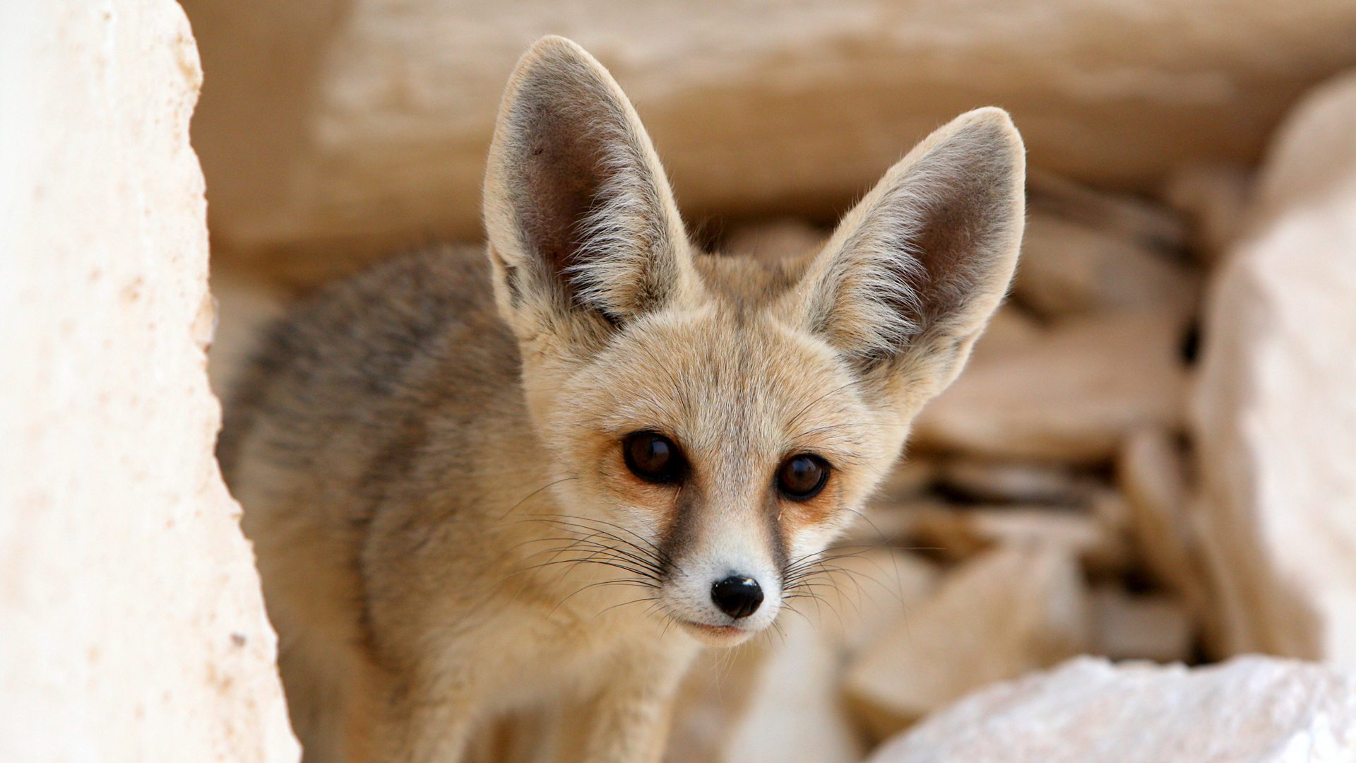 BBC Four - The Wonder of Animals - Wonder facts: Foxes