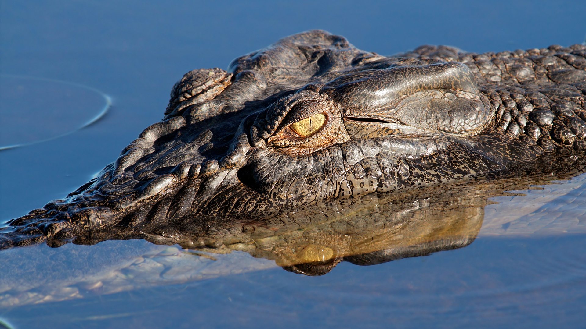 BBC Four - The Wonder of Animals - Wonder facts: Crocodiles