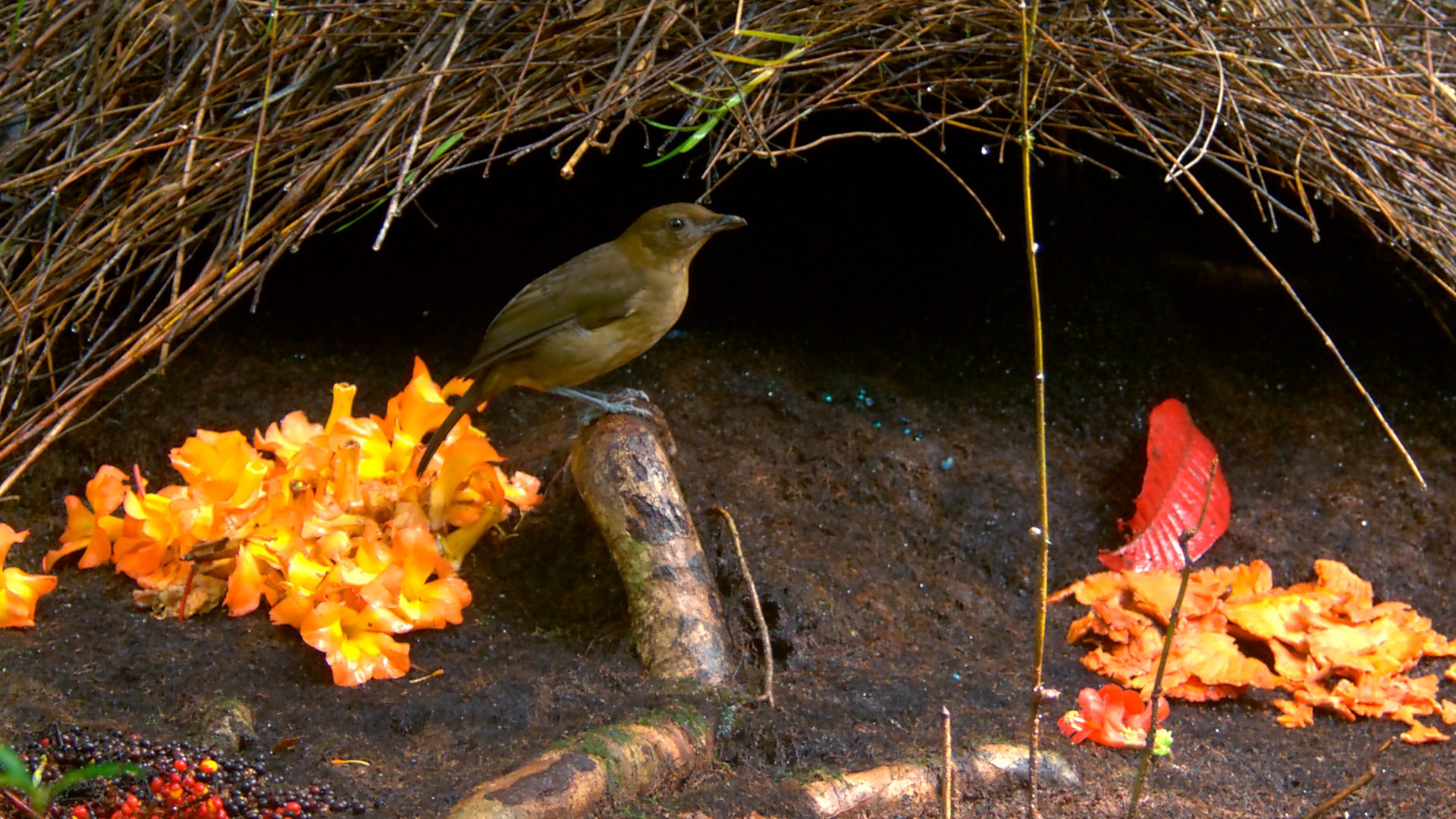 Image result for vogelkop bowerbird