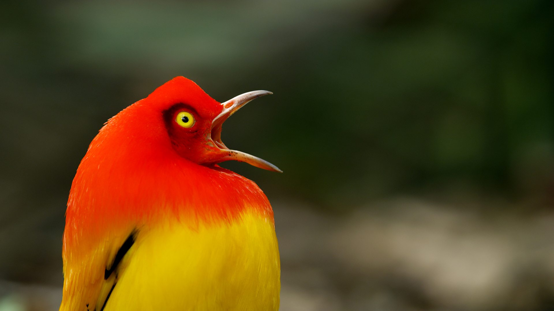 BBC One - Life Story - How we made it: The flame bowerbird's stage performance