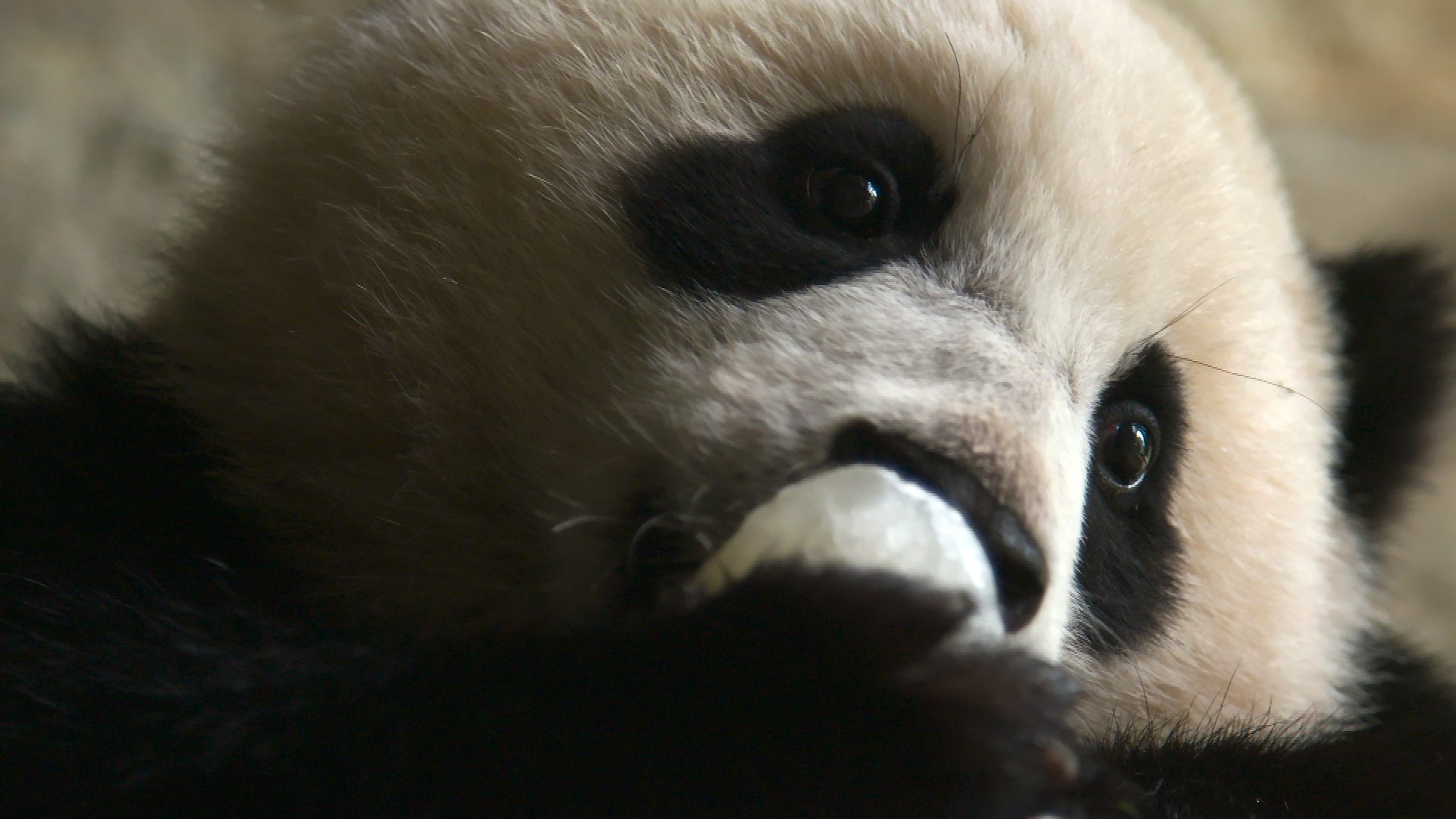 BBC One - Super Cute Animals - Giant panda