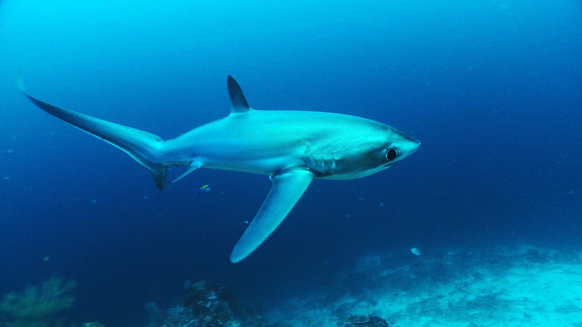 BBC One - Shark - Bigeye thresher shark