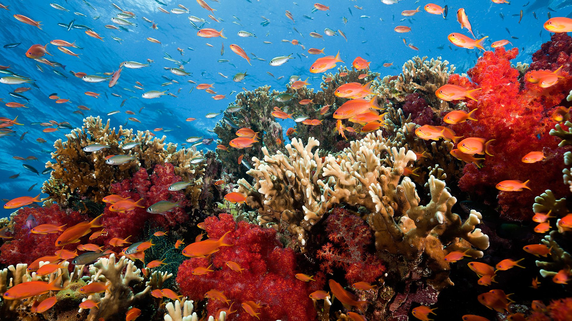 bbc radio 4 natural histories coral crystal clear 10 facts