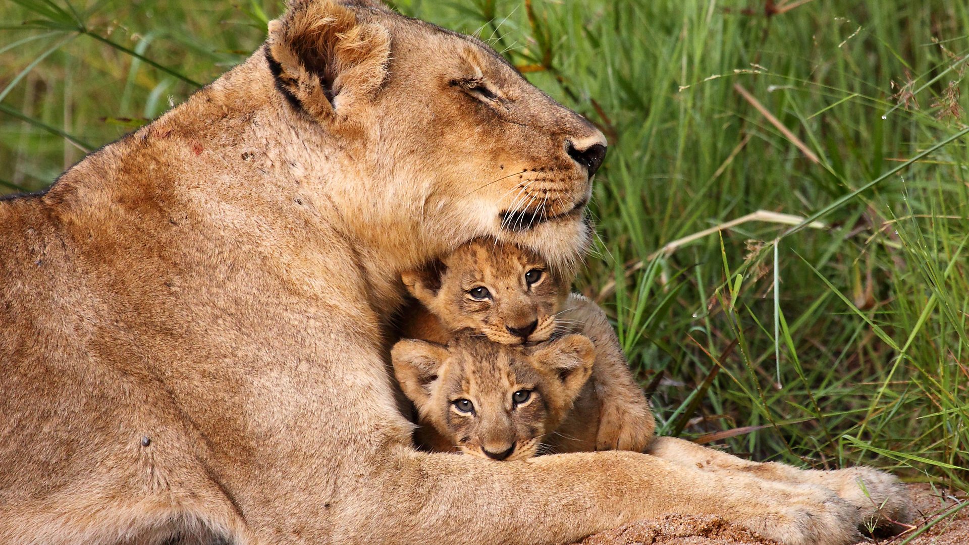 BBC One - Animal Super Parents - Lions
