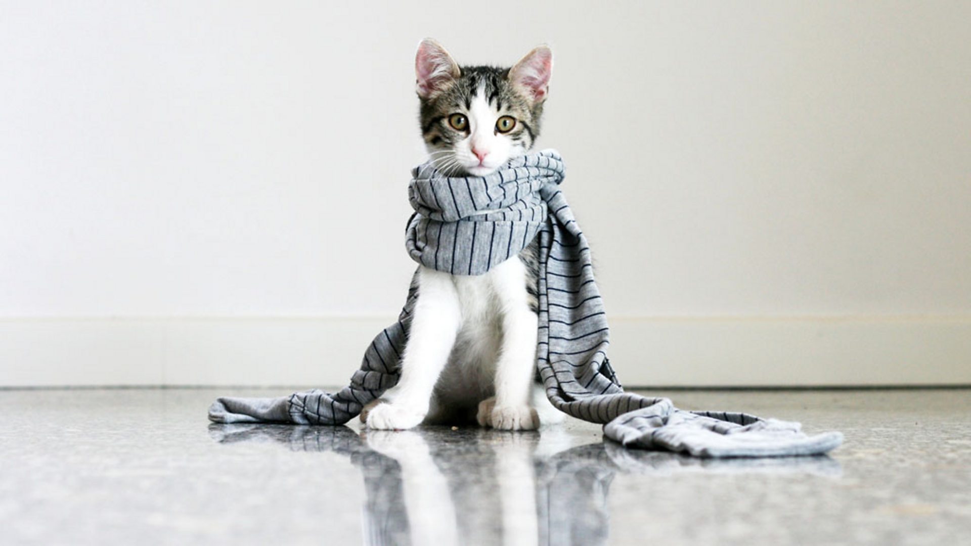 Scarves 2024 for cats