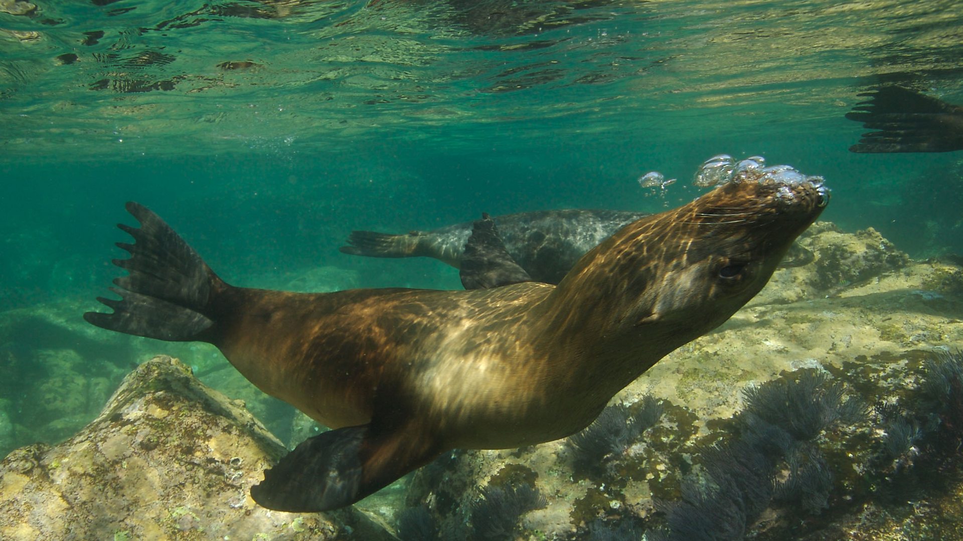 BBC Taster - Big Blue Live VR: Sea Lions