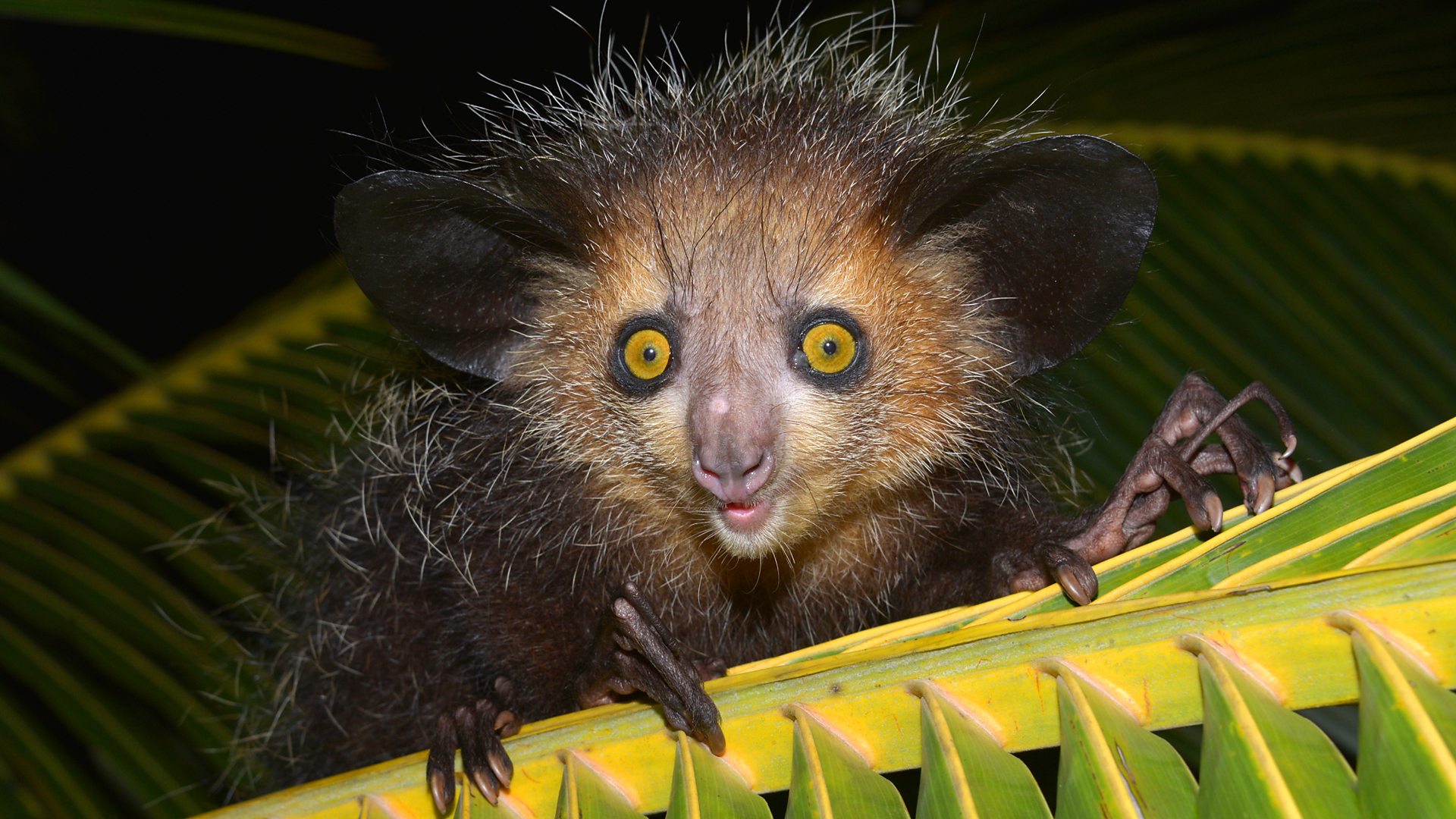 Bbc Radio 4 Seriously Seriously Are These The World S Eight Ugliest Animals