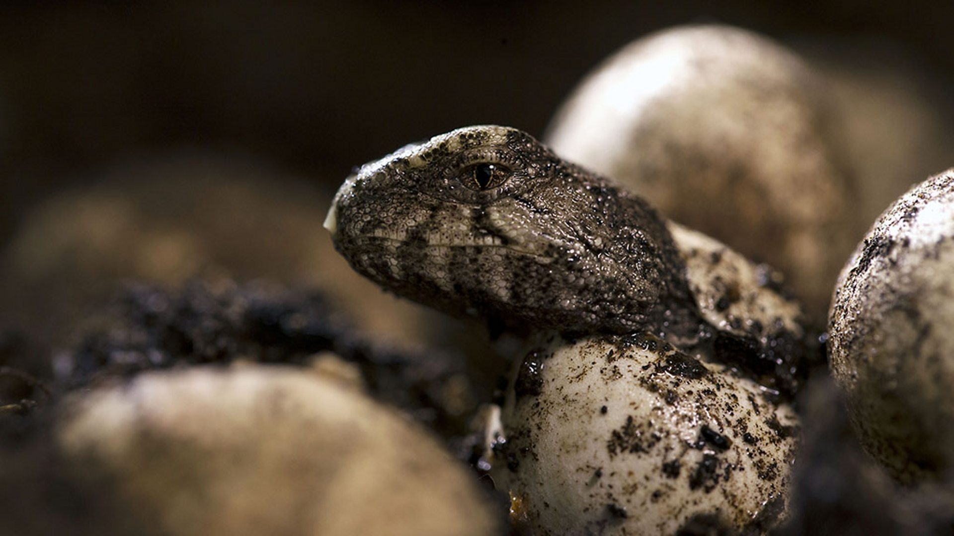 Risultati immagini per tuatara egg hatching