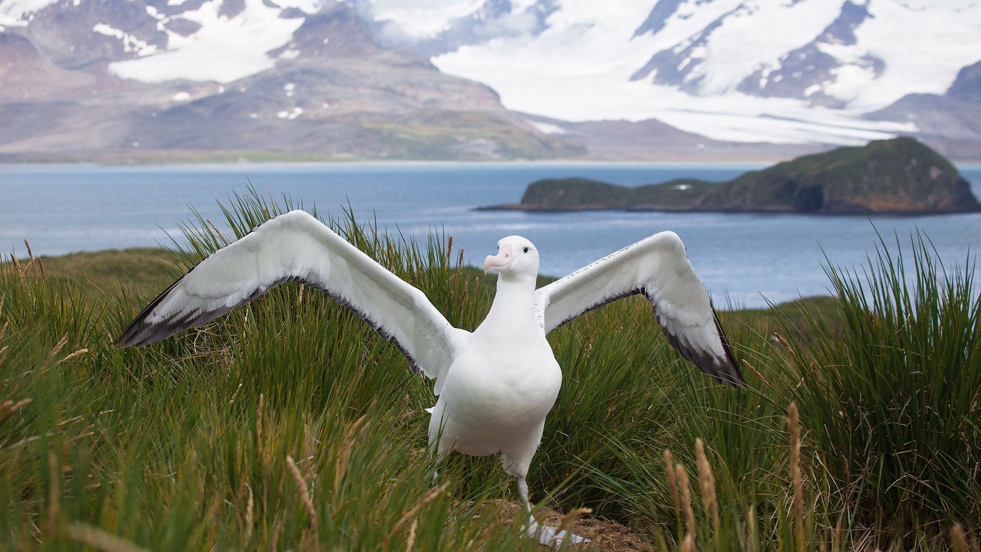albatross compared to human