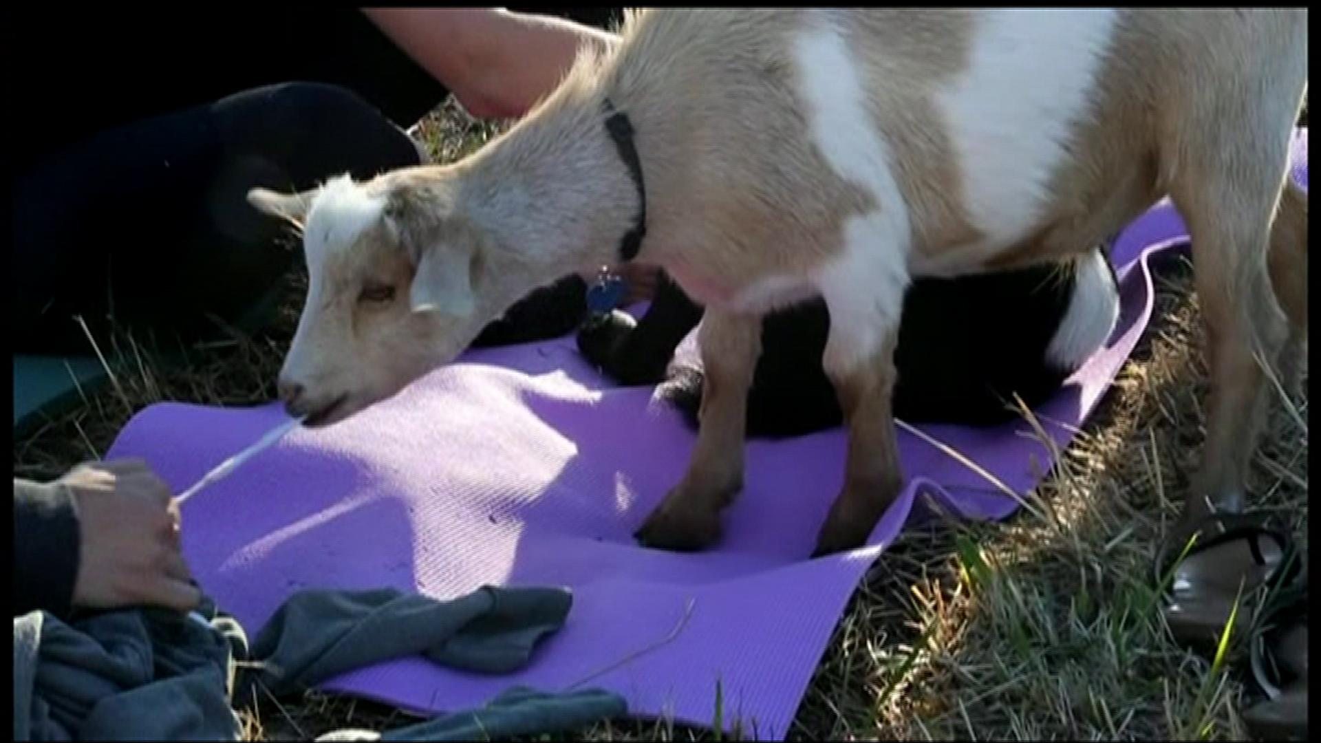 Yoga With Goats? No KiddingYou Gotta See This