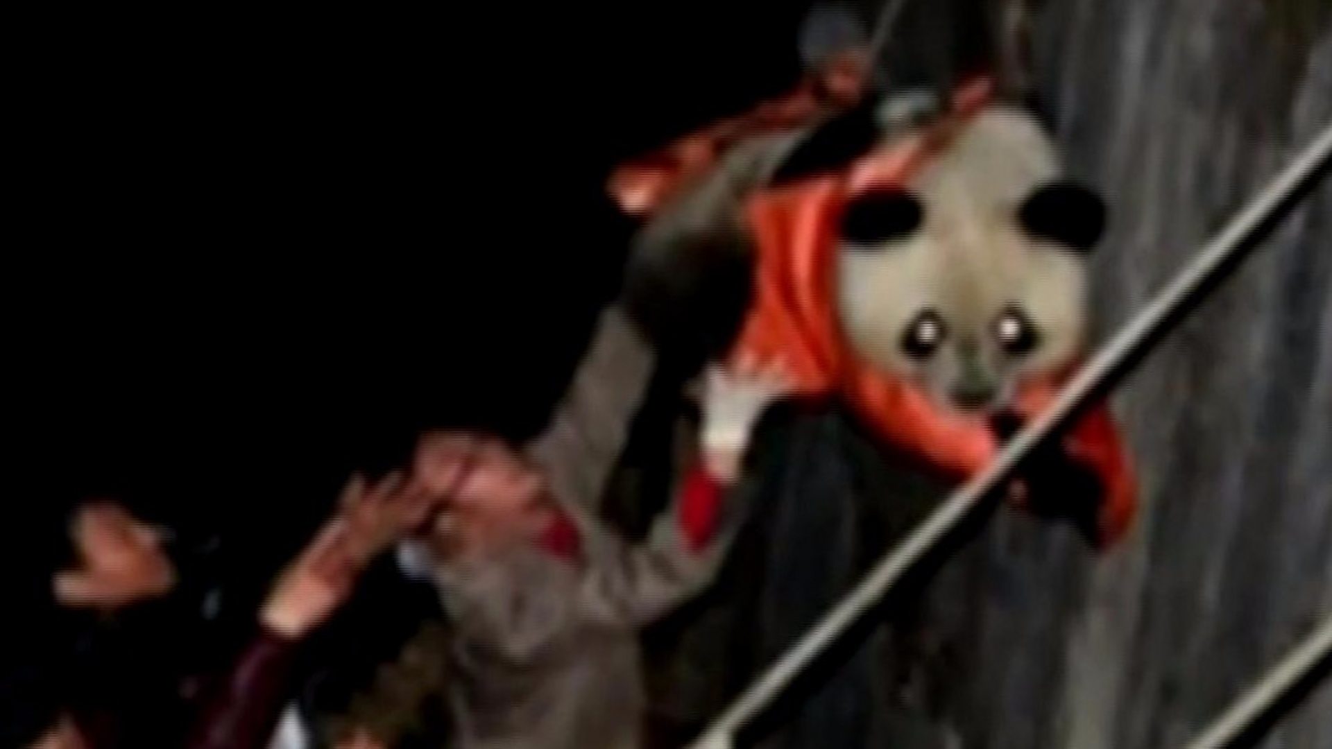 a-day-in-the-life-of-a-panda-nanny-bbc-news