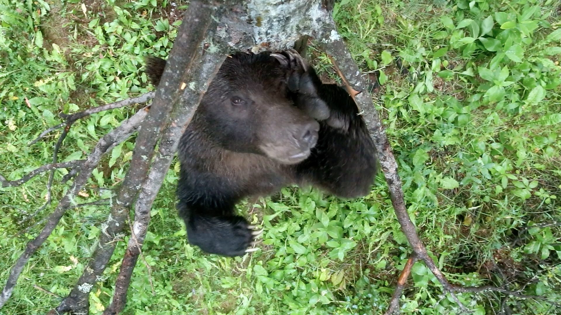 Dancing Bear Parties