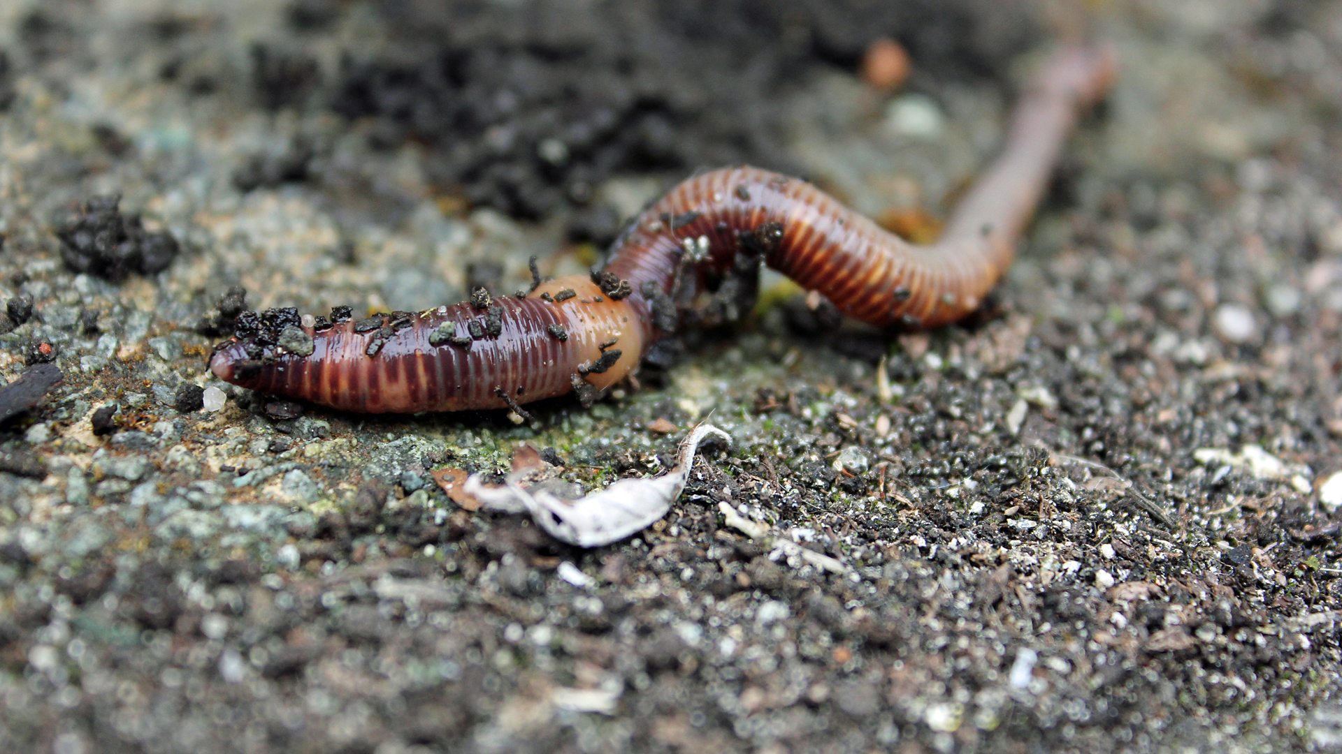 BBC Radio 4 - Radio 4 in Four - Several surprising facts about worms