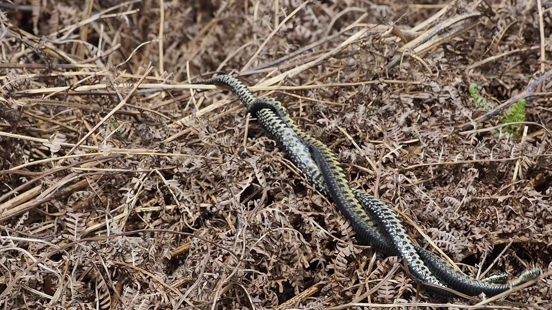 Snakes on plains tracked via radio signals - BBC News