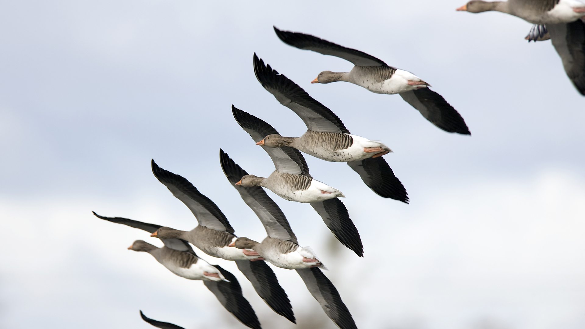 BBC Radio 4 - In Our Time - Fabulous flights: 13 amazing facts about bird  migration