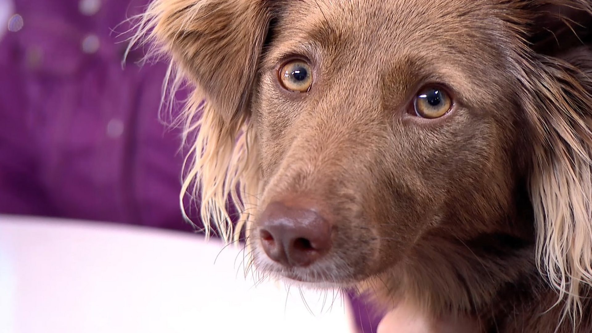 BBC One - Watchdog - Dog DNA testing