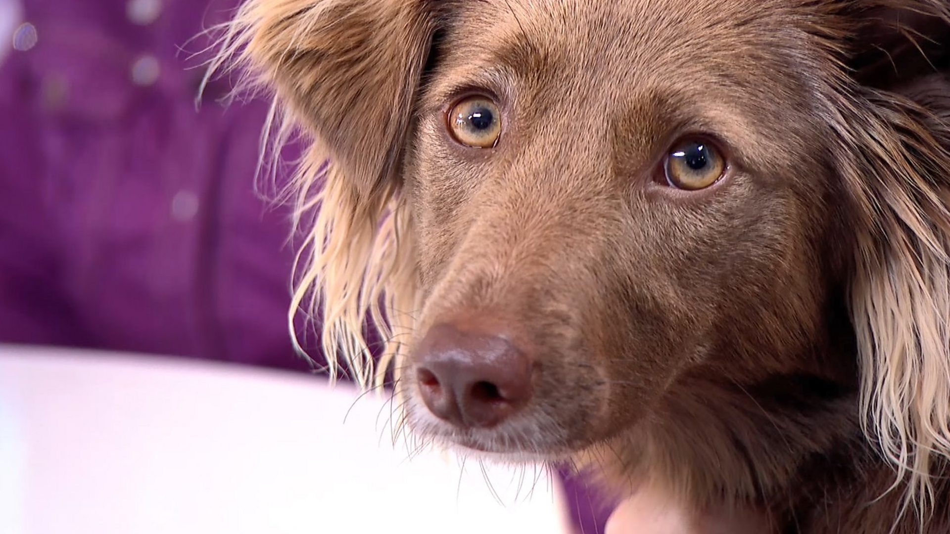 dog dna testing companies