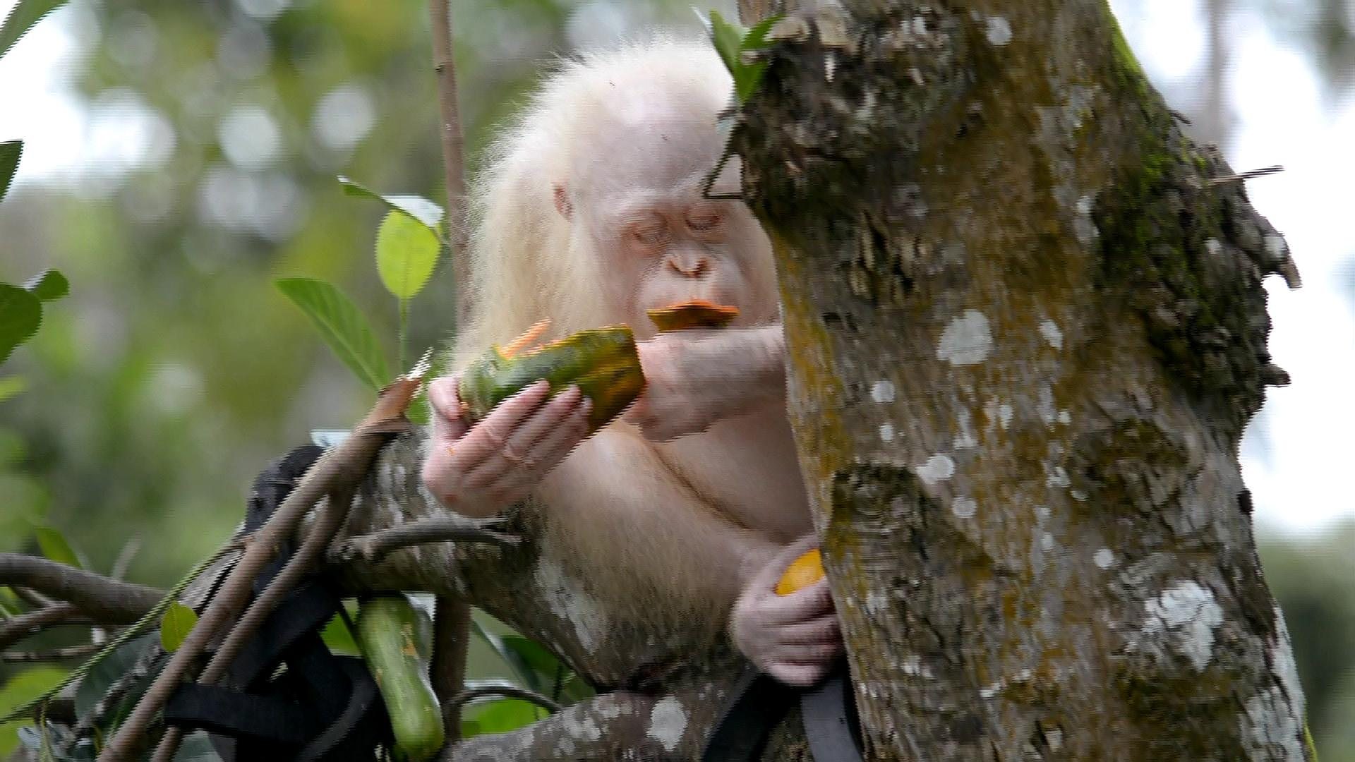 Rare albino orangutan 'Alba' returns to the wild - BBC News