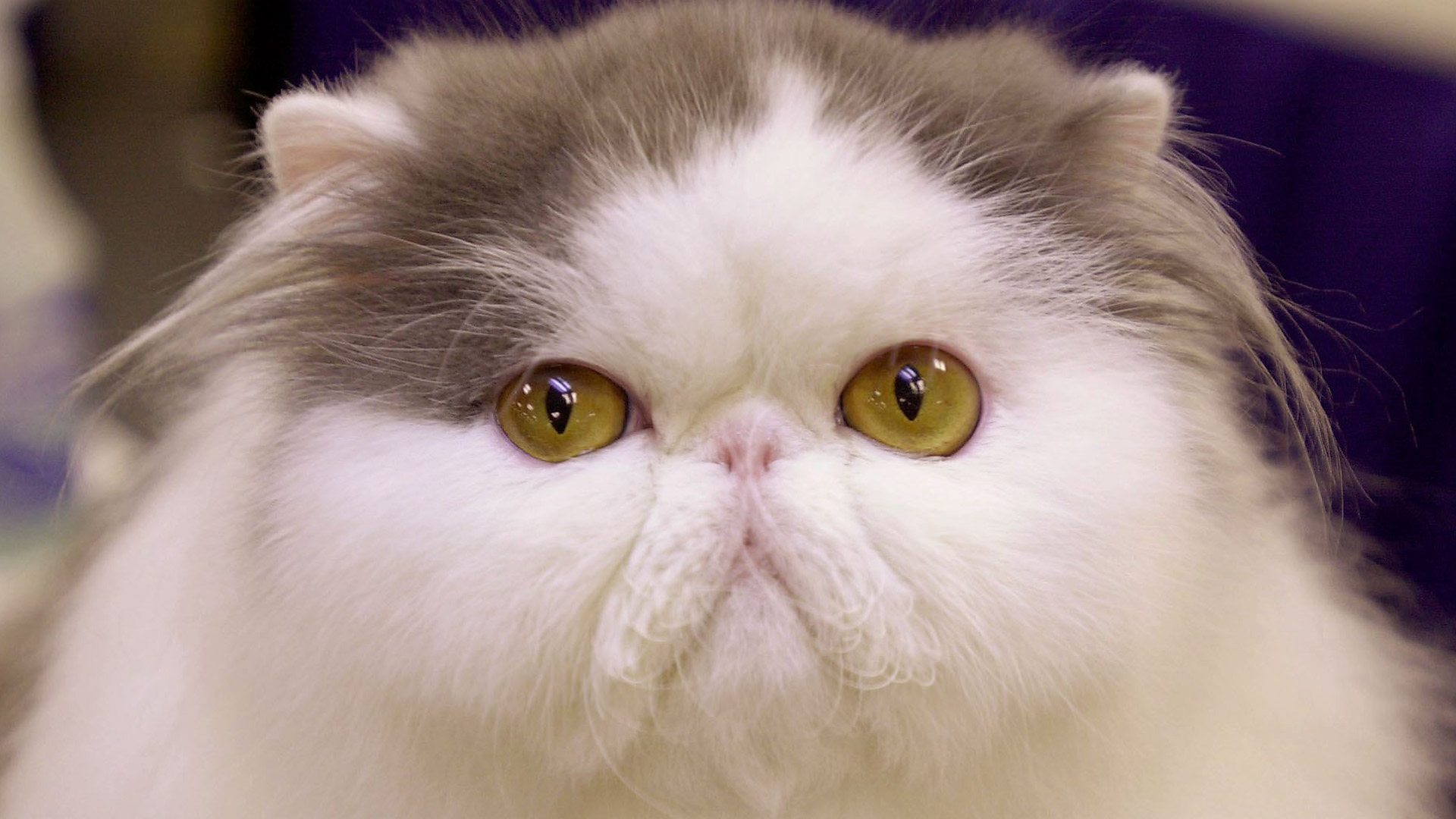 BBC World Service Discovery, How do cats find their way home?, Why do cats get lost?