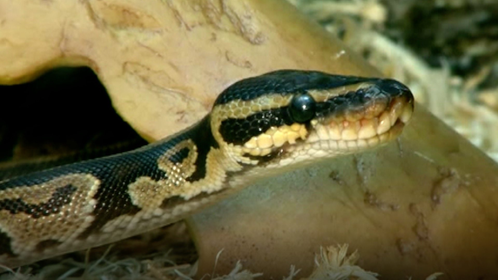 RSPCA sees rise in snakes and reptiles being abandoned - BBC News
