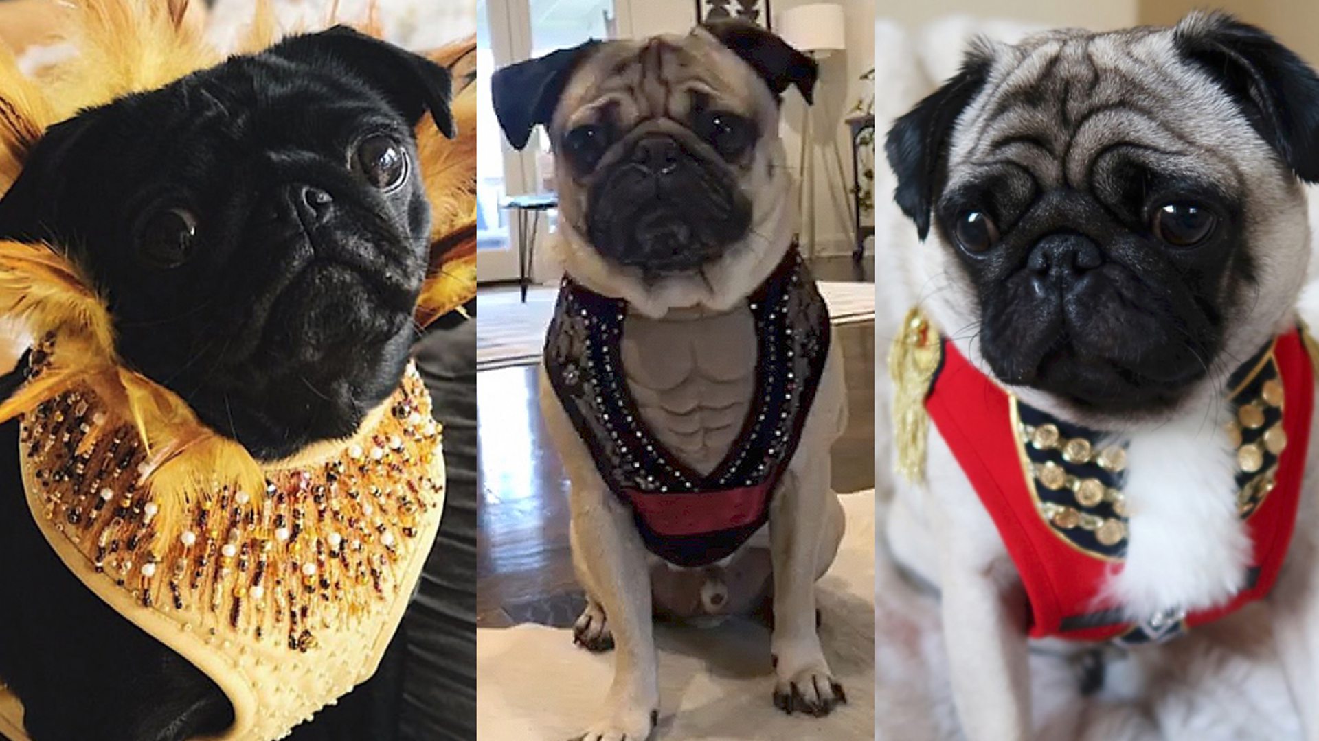 Doug the Pug and Swirly Queen outfit designer talks about her creations