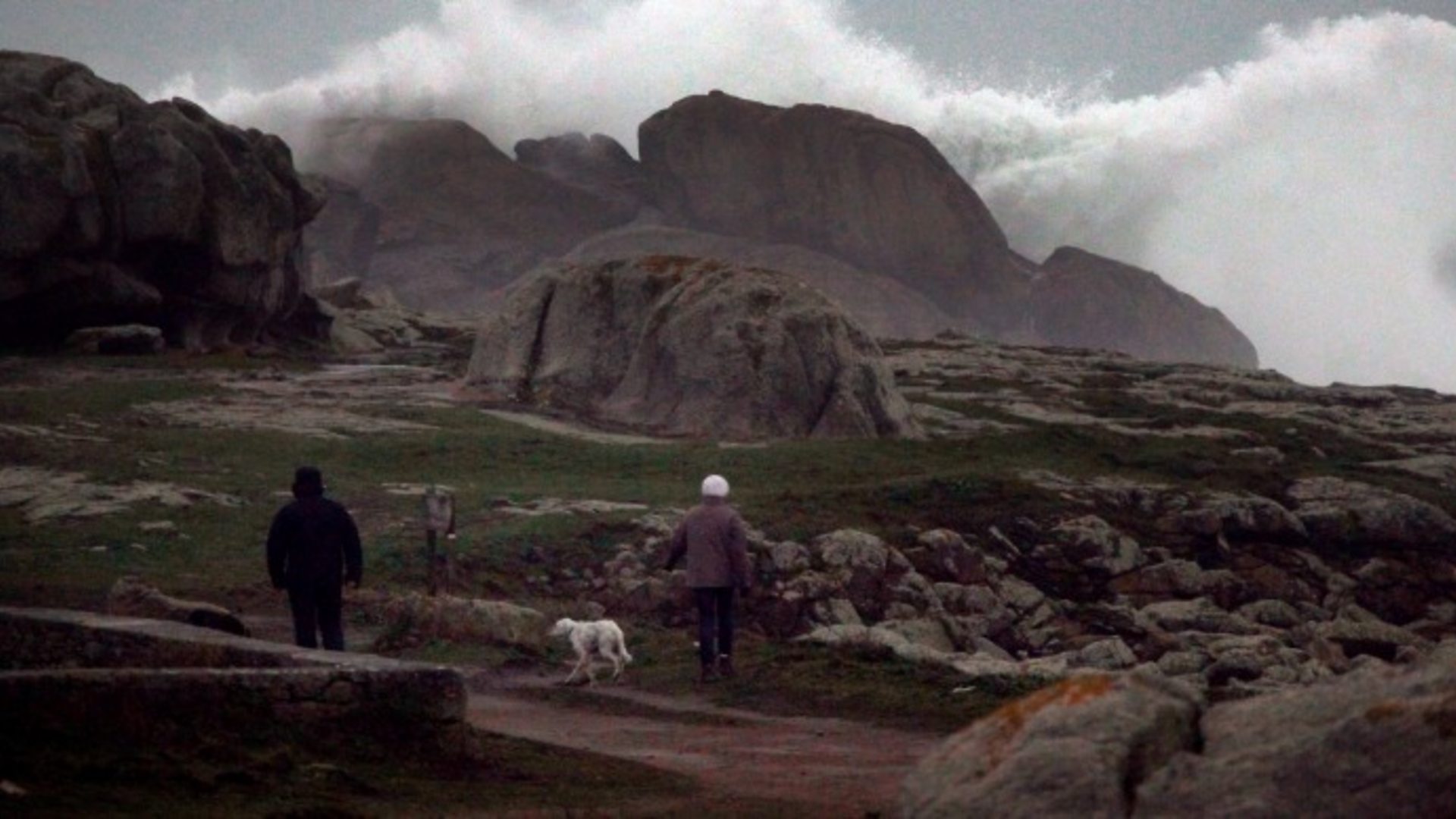 Is Sea Foam Dangerous For Dogs