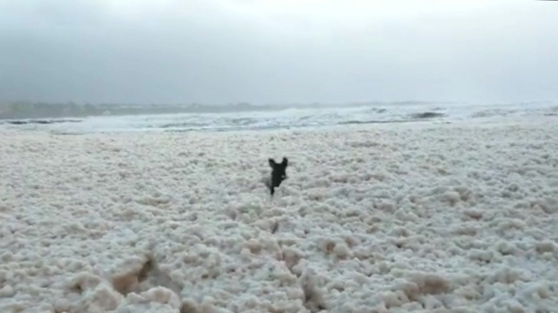 Is Sea Foam Dangerous For Dogs